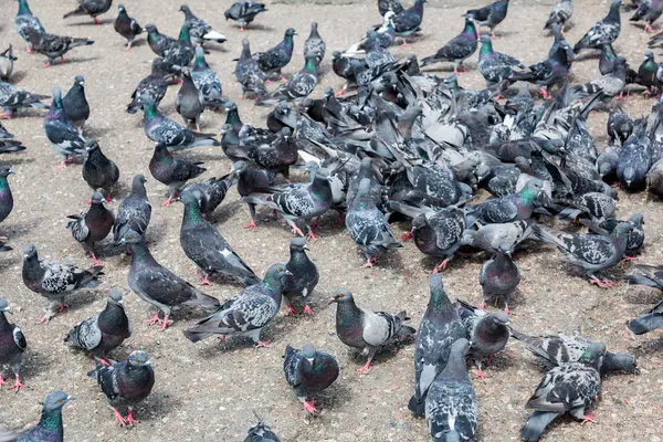 Tauben auf dem Bürgersteig der Stadt — Stockfoto