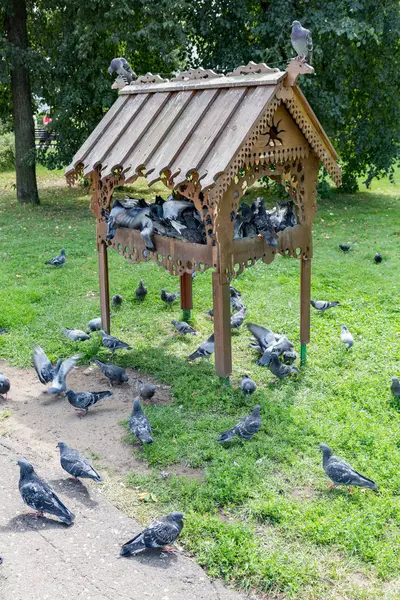 Palomas en el pavimento de la ciudad —  Fotos de Stock