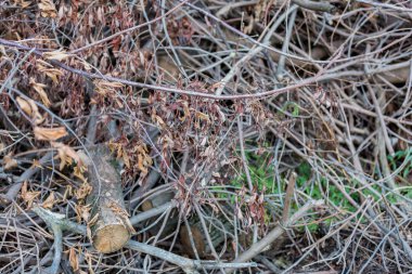 ağaçlar kuru dalları