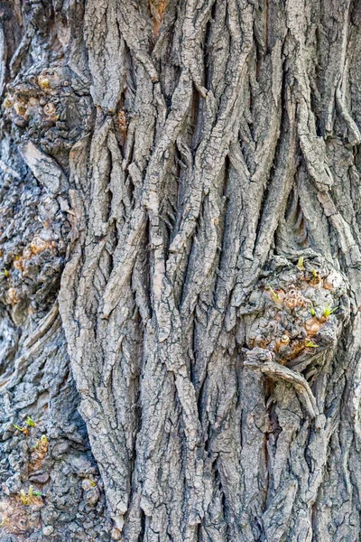树皮的树皮结构 — 图库照片