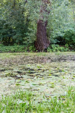 Şehir gölet duckweed