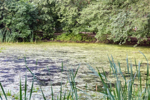 Πόλη λιμνών με duckweed — Φωτογραφία Αρχείου