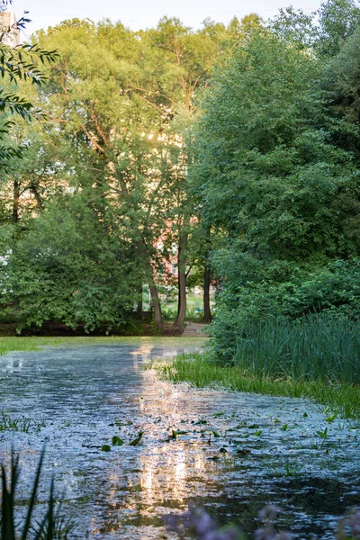 City pond with duckweed — Stock Photo, Image