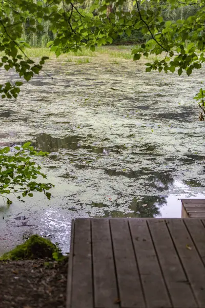Şehir gölet duckweed