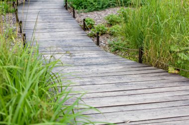 Parkta yayalar için yol