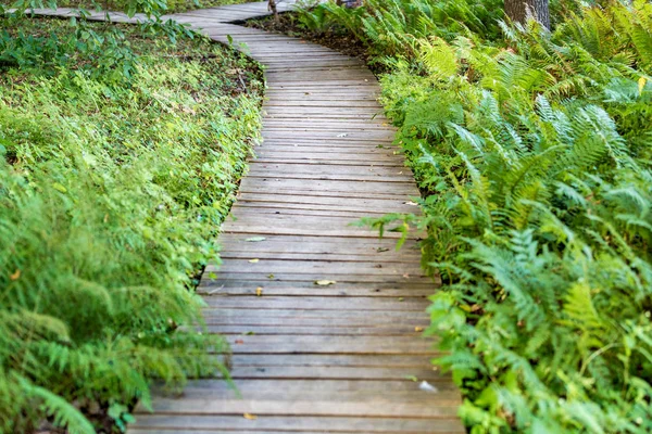 Parkta yayalar için yol