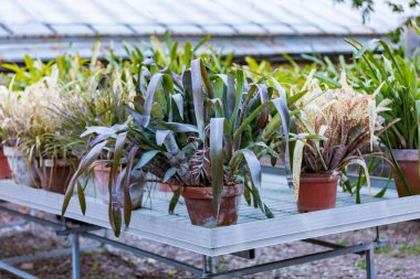 Tencere etli bitkiler