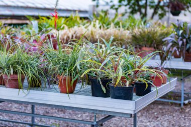 Tencere etli bitkiler