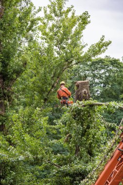 Kasırgadan sonra kurtarıcı