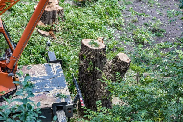 Büyük ağaç kütüğü