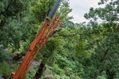 Vinç kanca ve ağaç