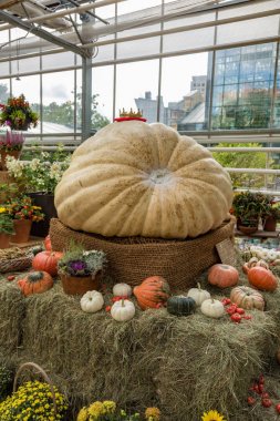 Rusya'nın en büyük kabak