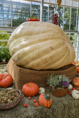 Rusya'nın en büyük kabak