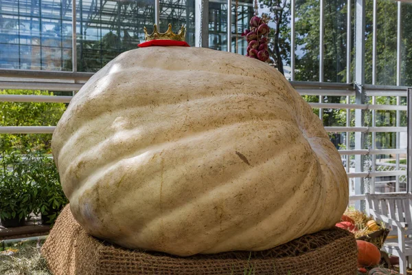 Rusya'nın en büyük kabak