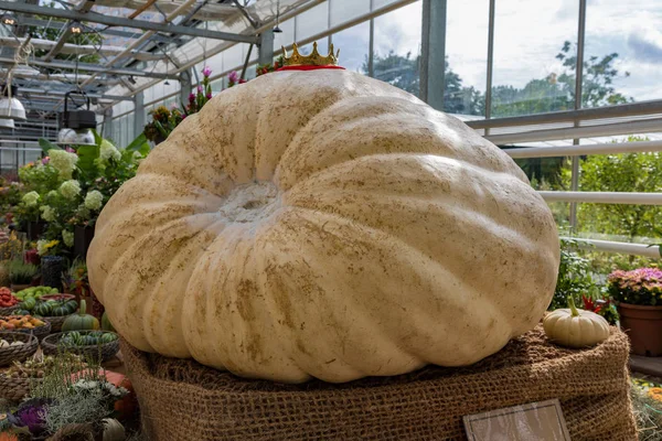 Rusya'nın en büyük kabak