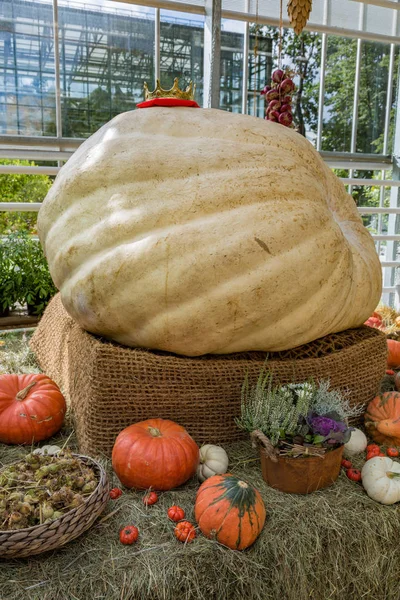 Rusya'nın en büyük kabak