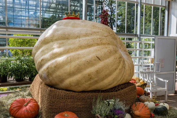 Rusya'nın en büyük kabak