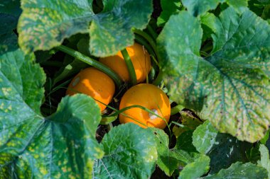 Büyük kabak meyve
