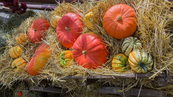 Nagy pumpkin gyümölcs — Stock Fotó