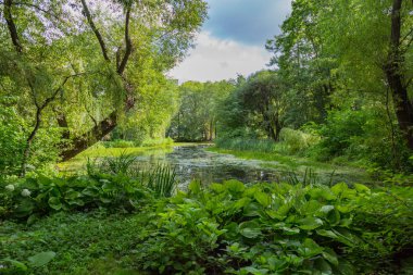 Şehir gölet duckweed