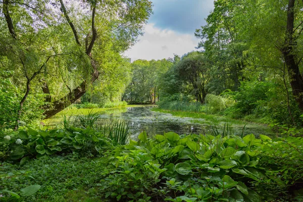 Şehir gölet duckweed