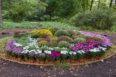 Parlak flowerbed bitkilerde