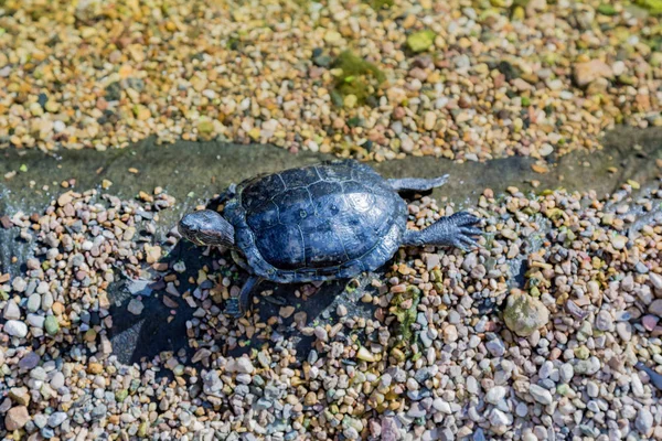 Deniz su kuşları kaplumbağa — Stok fotoğraf