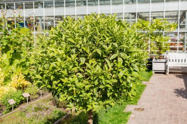 Kamkat yeşil ağaç