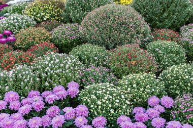 Parlak flowerbed bitkilerde