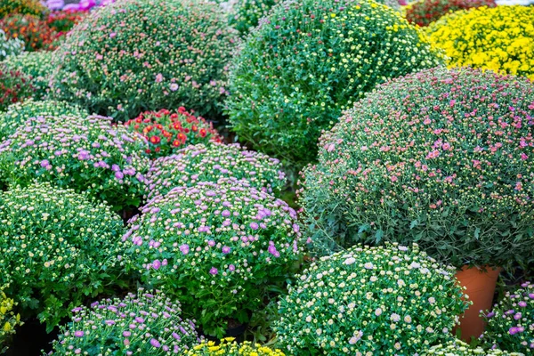 Leuchtende Pflanzen im Beet — Stockfoto