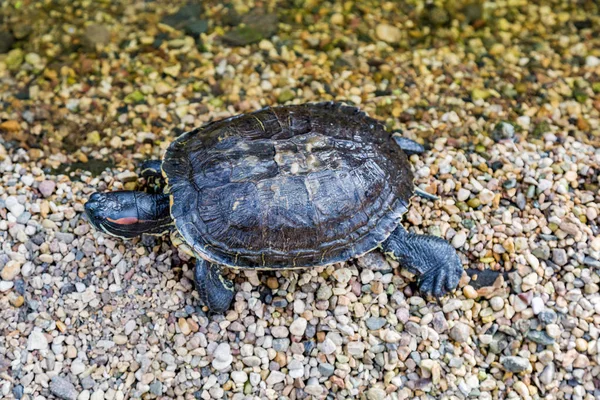 Deniz su kuşları kaplumbağa — Stok fotoğraf