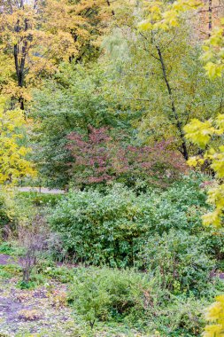 Sarı sonbahar ağaçlar