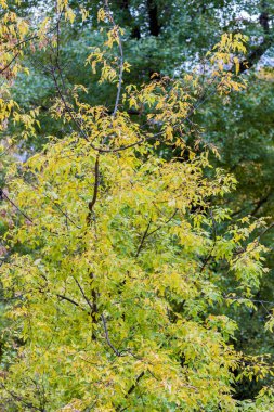 Sarı sonbahar ağaçlar