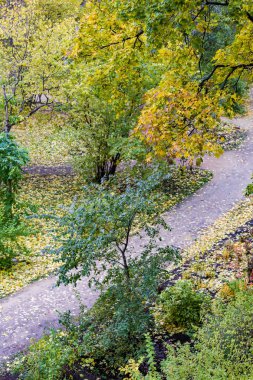 Sarı sonbahar ağaçlar