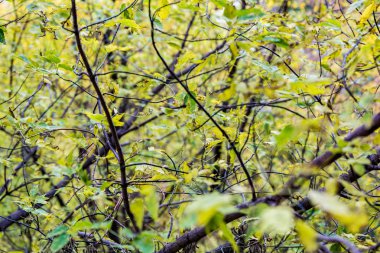 Sarı sonbahar ağaçlar