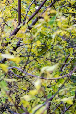 Sarı sonbahar ağaçlar