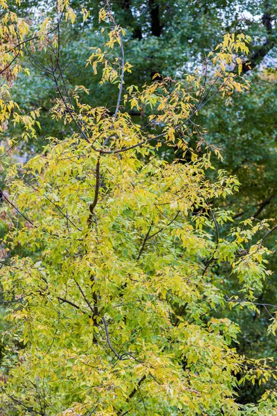 Sarı sonbahar ağaçlar