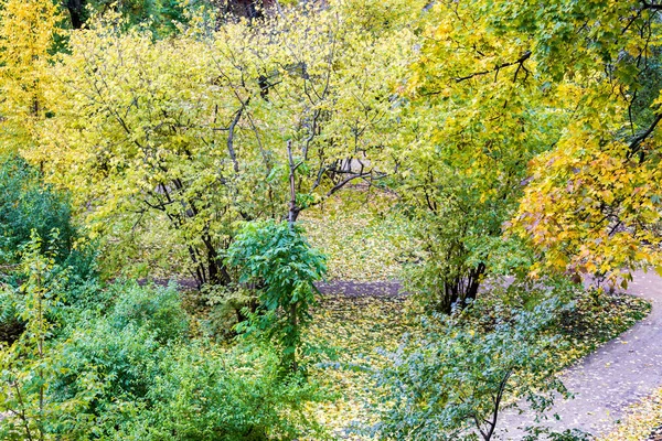 黄色秋天的树木 — 图库照片