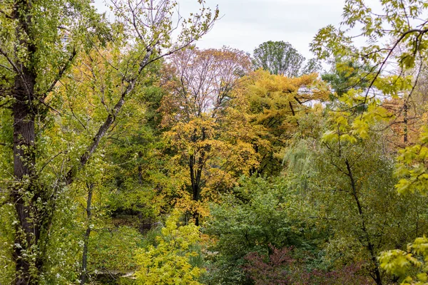 Alberi di autunno giallo — Foto Stock