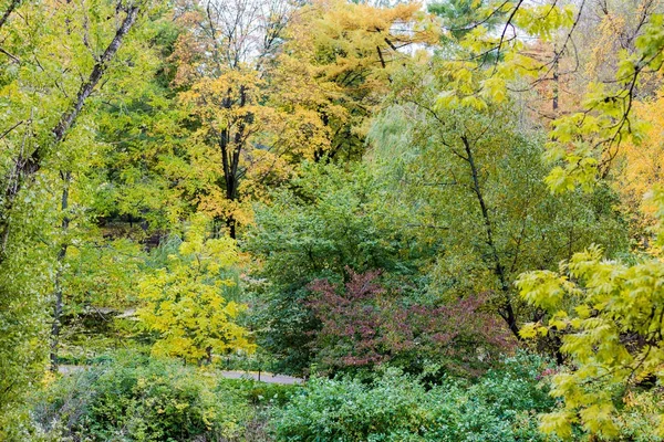 Yellow autumn trees — Stock Photo, Image