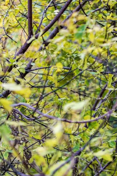 Sarı sonbahar ağaçlar