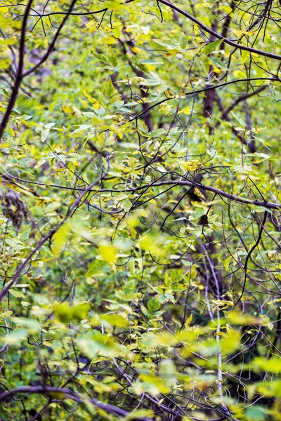 Sarı sonbahar ağaçlar