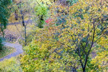 Sarı sonbahar ağaçlar
