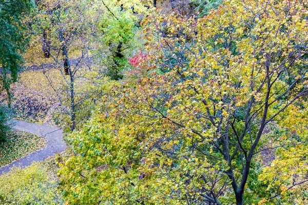 Sarı sonbahar ağaçlar