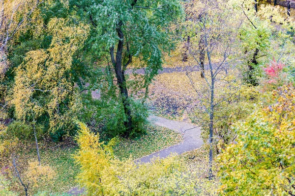 Alberi di autunno giallo — Foto Stock