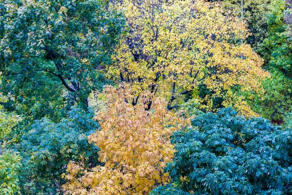 Alberi di autunno giallo — Foto Stock