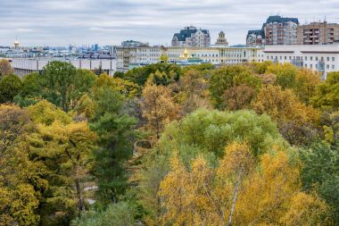 Sarı sonbahar ağaçlar