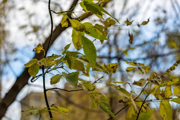 Yellow autumn trees — Stock Photo, Image