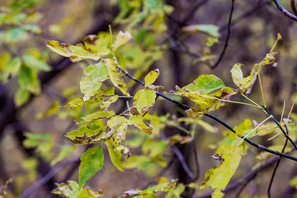 Yellow autumn trees — Stock Photo, Image