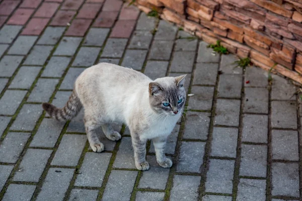 Evsiz yetişkin kedi — Stok fotoğraf